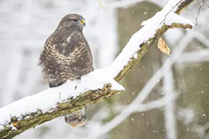 Common Buzzard (Buteo buteo) Germany