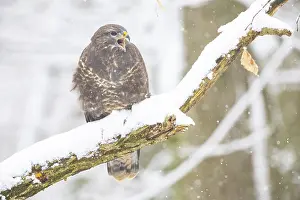 Common Buzzard (Buteo buteo) Germany
