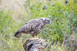 Common Buzzard (Buteo buteo) Germany