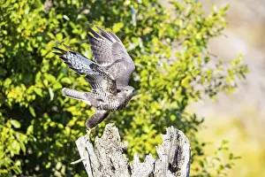 Common Buzzard (Buteo buteo) Germany