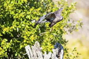 Common Buzzard (Buteo buteo) Germany