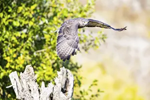 Common Buzzard (Buteo buteo) Germany