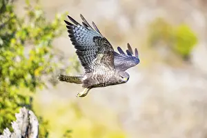 Common Buzzard (Buteo buteo) Germany