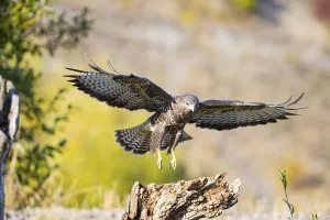 Common Buzzard (Buteo buteo) Germany
