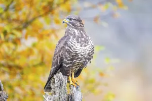 Common Buzzard (Buteo buteo) Germany