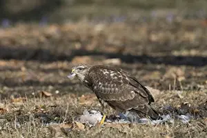 A common buzzard (Buteo buteo) on the ground feeding on a preyed pigeon