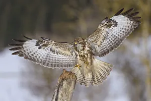 Common buzzard (Buteo buteo), landing on an old stake