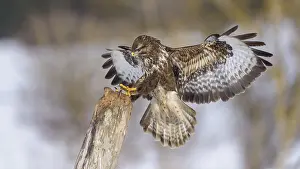 Common buzzard (Buteo buteo), landing on an old stake