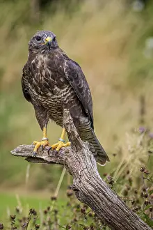 Common buzzard (Buteo buteo) perched