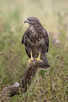 Common buzzard (Buteo buteo) perched