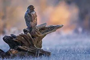 Common Buzzard (Buteo buteo) perched on a big old branch
