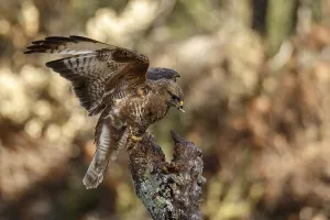 Common Buzzard (Buteo buteo), perched on a branch
