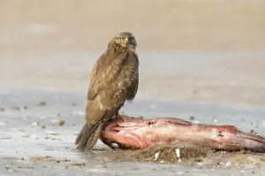Common Buzzard (Buteo buteo) perched on a dead fish