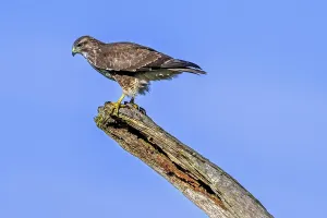 Category Wildlife DE Prints: Common buzzard (Buteo buteo) perched on dead tree trunk against blue sky