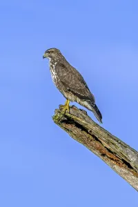 Category Wildlife DE Prints: Common buzzard (Buteo buteo) perched on dead tree trunk against blue sky