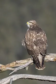 Common buzzard (Buteo buteo) sitting on a branch