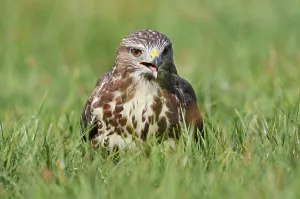 Common buzzard (Buteo buteo) sitting in a meadow