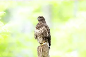 Common buzzard (Buteo buteo) sitting on a tree trunk