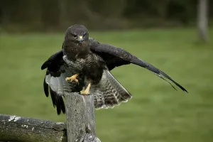 Common Buzzard (buteo buteo), Taking off