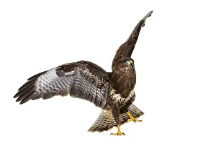 Common buzzard take off wings spread