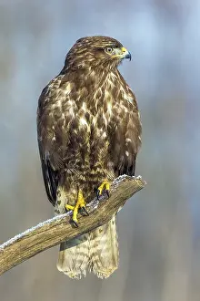 Common buzzard sitting room, (Buteo buteo)