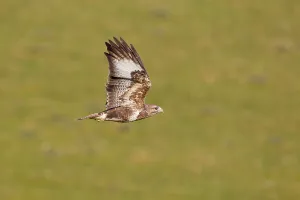 Common Buzzard, steppe buzzards (Buteo buteo)