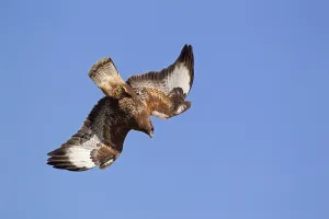 Common Buzzard, steppe buzzards (Buteo buteo)