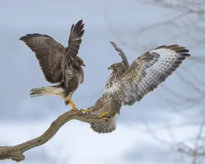 Common buzzards (Buteo buteo), quarrel over perch
