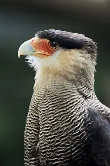 Common Caracara, Crested Caracara