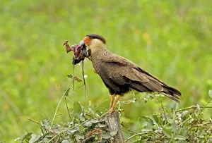 Common Caracara with prey, Pantanal