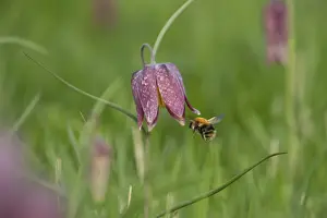 Common carder bumblebee (Bombus pascuorum)