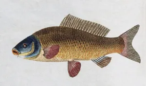 Common carp (Cyprinus carpio), handcoloured copper engraving from Friedrich Justin Bertuch Picture book for children