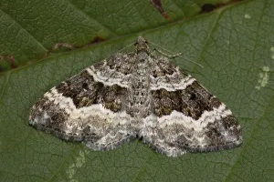 Common carpet (Epirrhoe alternata)