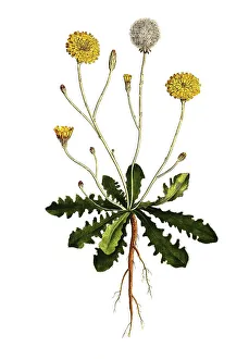 Common cat's ear (Hypochaeris radicata)