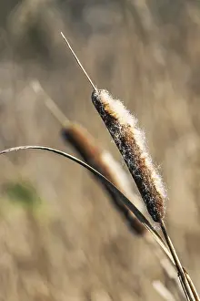 Common Cattail or Broadleaf Cattail (Typha latifolia)