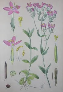 Common centaury (Centaurium erythraea)