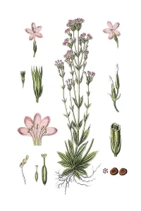 Common centaury and European centaury (Erythraea centaurium)