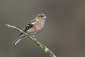 Common chaffinch (Fringilla coelebens)