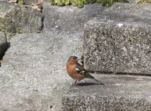 Common chaffinch (Fringilla coelebs)