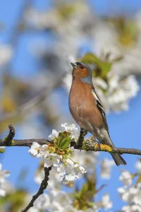 Common chaffinch (Fringilla coelebs)
