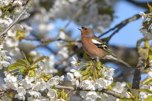 Common chaffinch (Fringilla coelebs)