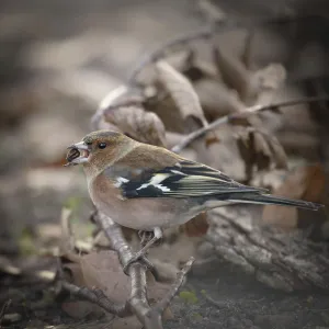 Common chaffinch (Fringilla coelebs)