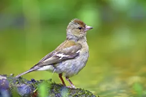 Common chaffinch (Fringilla coelebs) Female