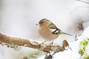 Common chaffinch (Fringilla coelebs) Germany