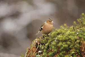 Common chaffinch (Fringilla coelebs) male feeding
