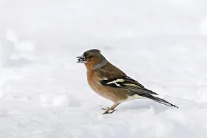 Common chaffinch (Fringilla coelebs) male foraging on the ground in the snow in winter