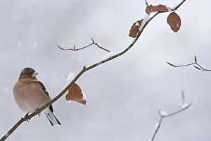 Common chaffinch (Fringilla coelebs) Winter
