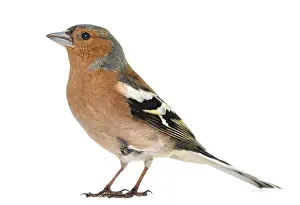 Common Chaffinch, isolated on white - Fringilla coelebs