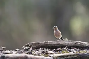 Common chaffinch in nature