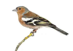 Common Chaffinch perched on branch
